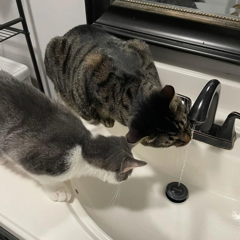 Cocktail Crew  Mango