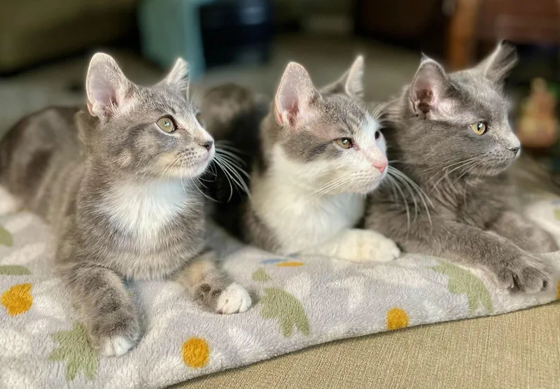 Cocktail Crew  Mango thumbnail 2