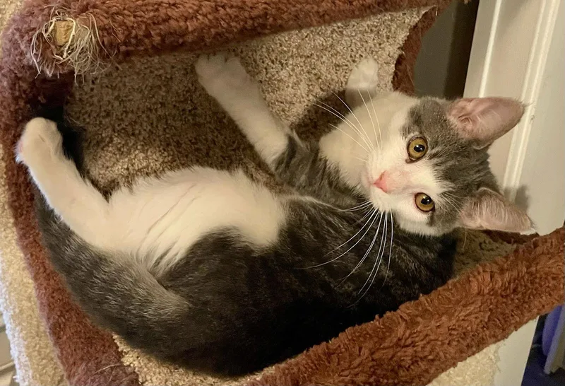 Cocktail Crew  Mango thumbnail 3