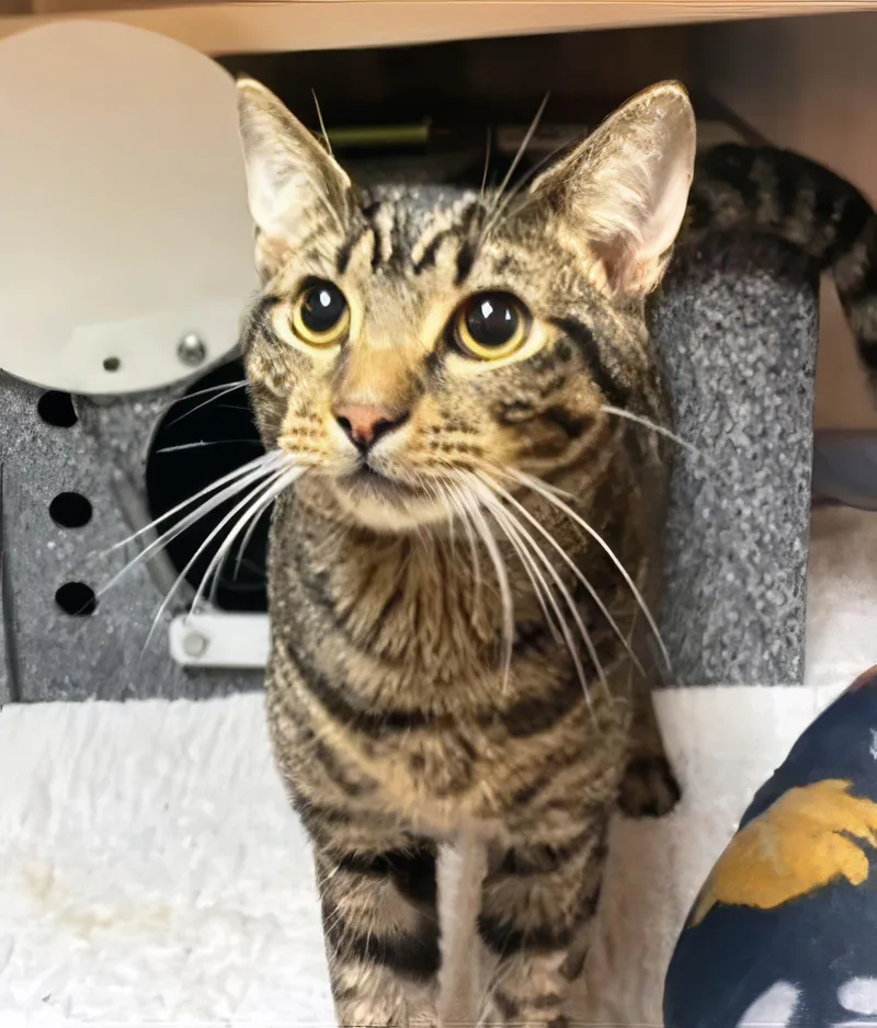An adult medium-sized male Tabby (Brown / Chocolate) Domestic Short Hair cat named Spark Plug for adoption in Nashville, TN
