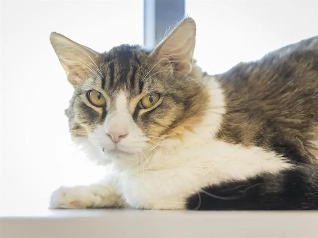 A young medium-sized male Domestic Medium Hair cat named Jasper for adoption in Phoenix, AZ