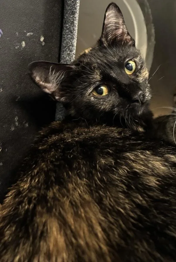 A young medium-sized female Domestic Short Hair cat named Rocky Road for adoption in New York, NY
