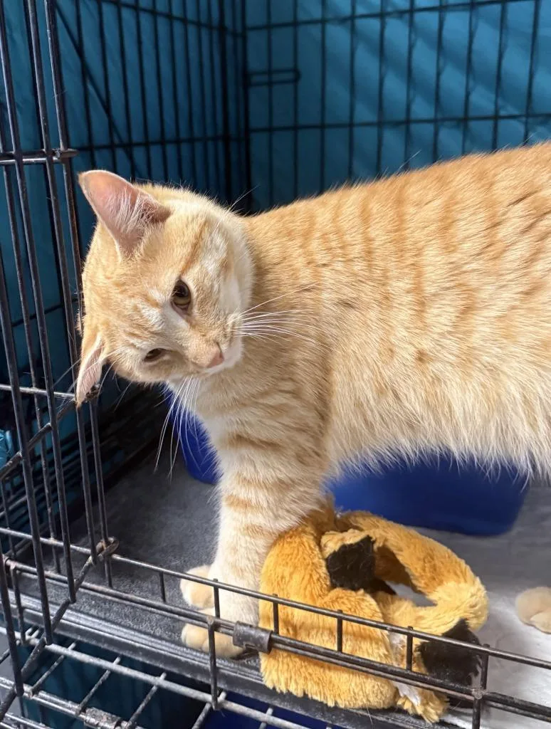 A young medium-sized male Domestic Short Hair cat named Goose for adoption in Hartford City, IN