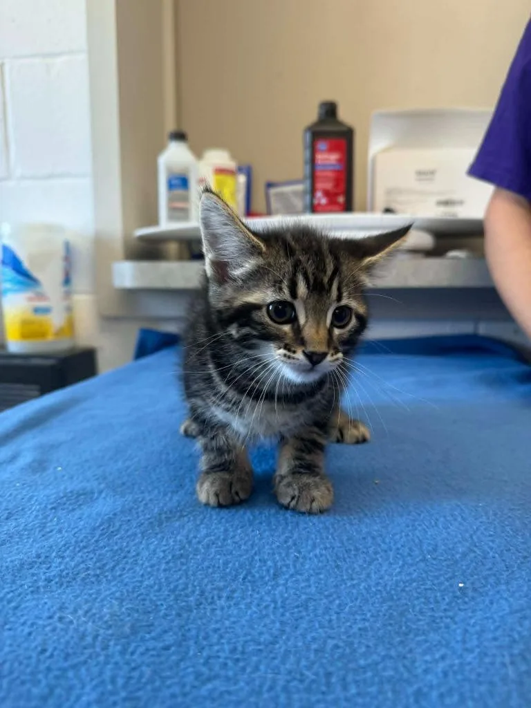 A baby medium-sized male Domestic Short Hair cat named Graham Cracker for adoption in Marion, OH