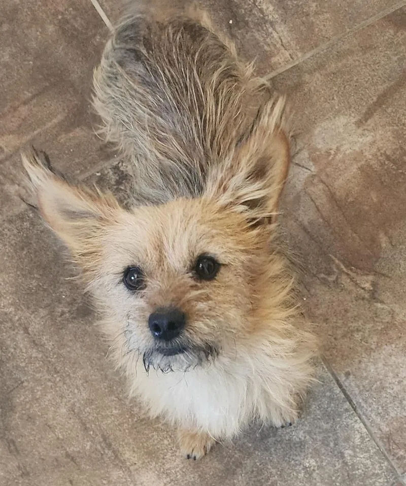 A baby small-sized male Norwich Terrier dog named Marty for adoption in Cottonwood, AZ