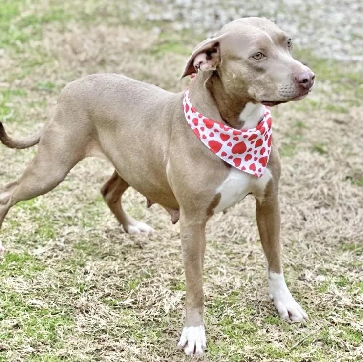 Lady Bug thumbnail 2