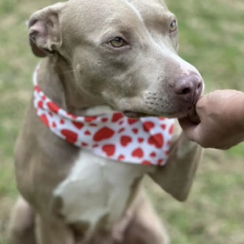 Lady Bug thumbnail 3