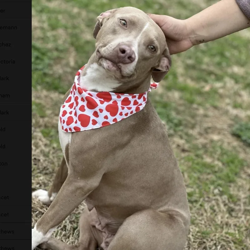 Lady Bug thumbnail 4