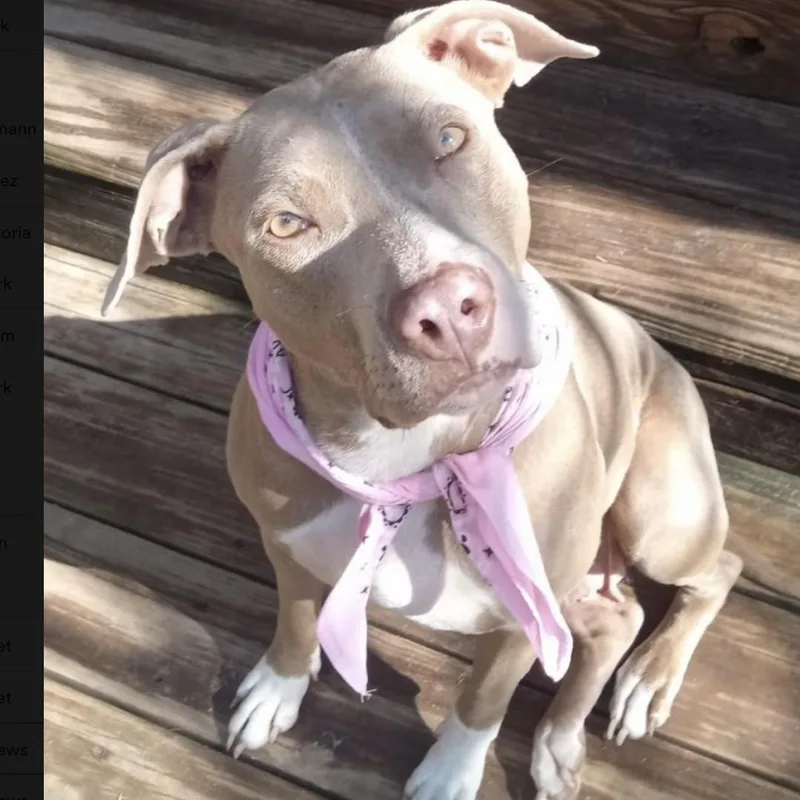 Lady Bug thumbnail 5