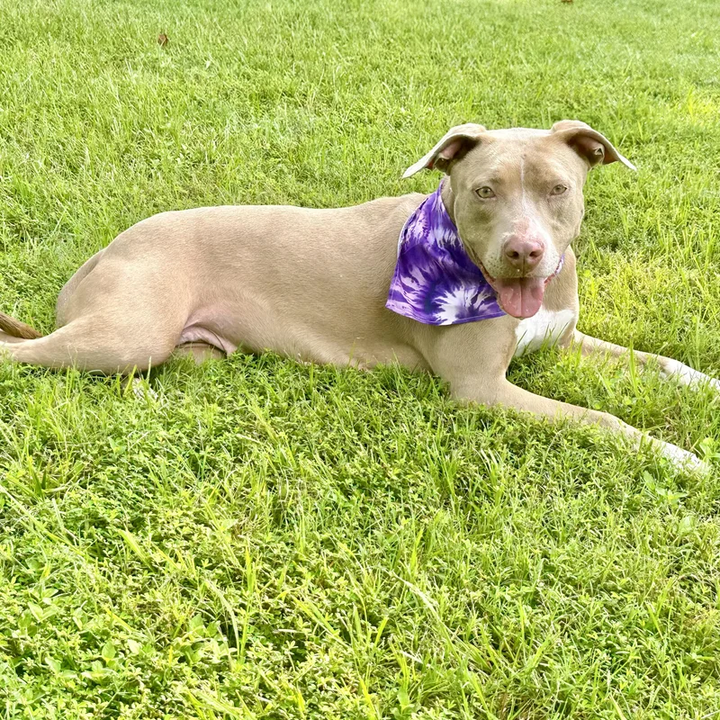 Lady Bug thumbnail 6