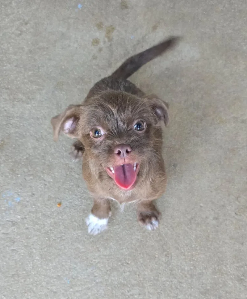 A baby small-sized female Wirehaired Terrier dog named Dolly for adoption in Canyon Lake, TX