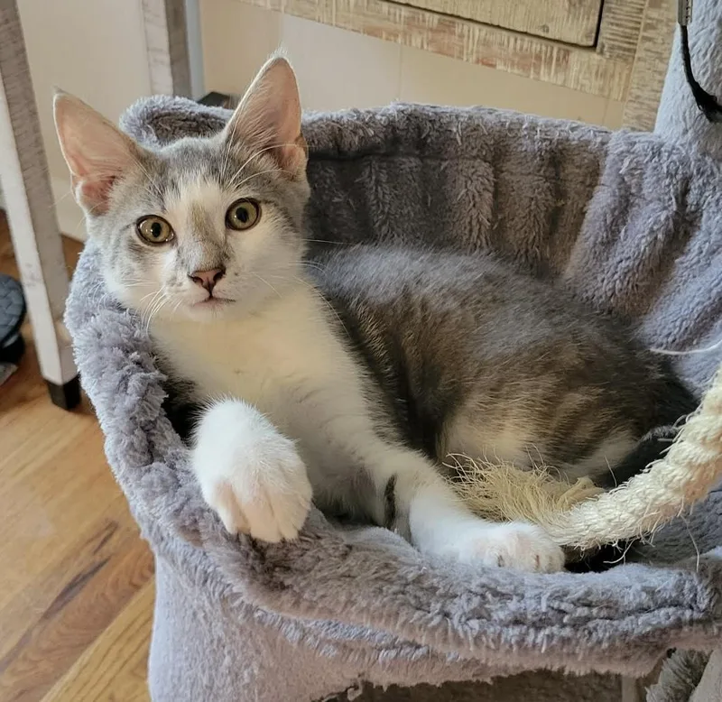 A baby medium-sized male Tabby (Gray / Blue / Silver) Domestic Short Hair cat named Gideon for adoption in Breinigsville, PA