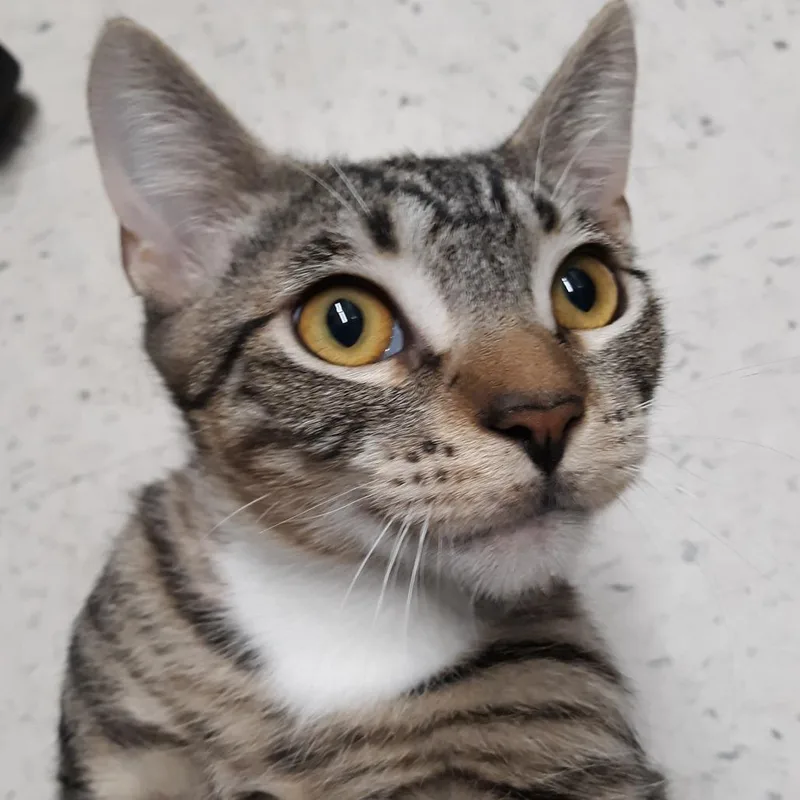 A young medium-sized male Brown / Chocolate Domestic Short Hair cat named Soki for adoption in Spokane, WA