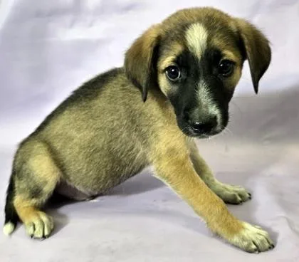 A baby medium-sized male Australian Shepherd dog named Brody for adoption in Morton Grove, IL