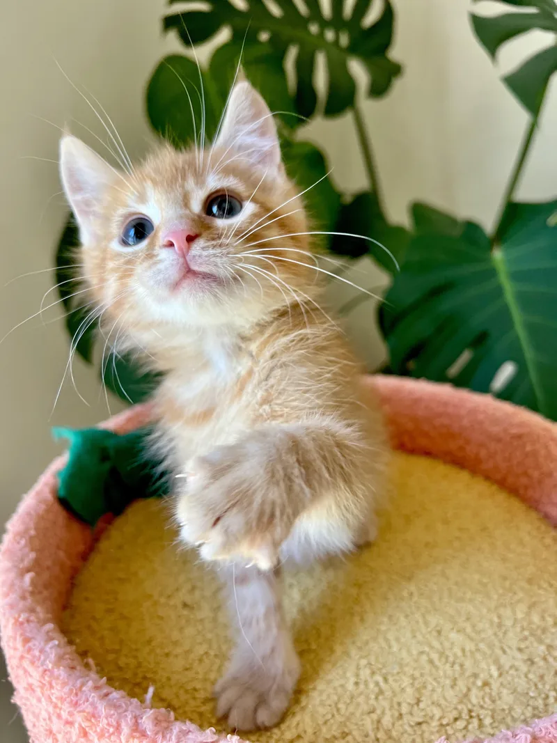 A baby medium-sized male Orange / Red Domestic Medium Hair cat named Wellsy for adoption in Mullica Hill, NJ