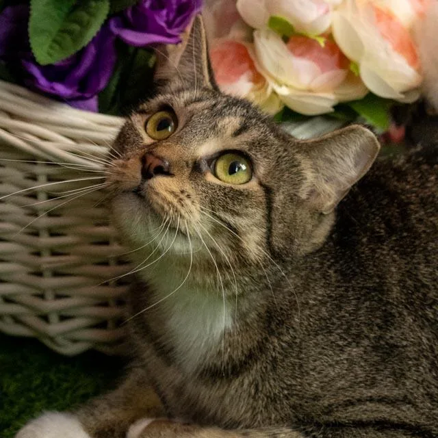 Thomasina thumbnail 2