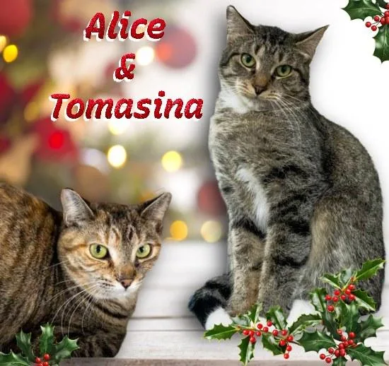 Thomasina thumbnail 3