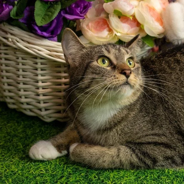 Thomasina thumbnail 4