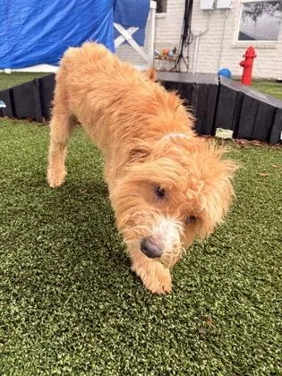 An adult medium-sized female Standard Poodle dog named Marigold for adoption in Fort Worth, TX