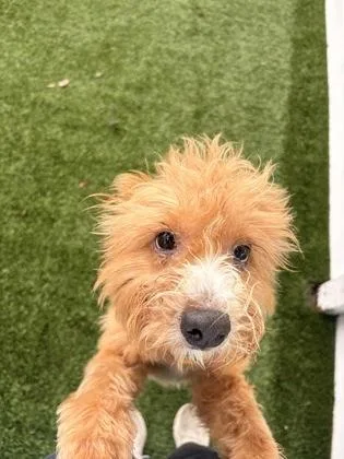 Marigold thumbnail 2