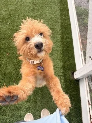 Marigold thumbnail 3