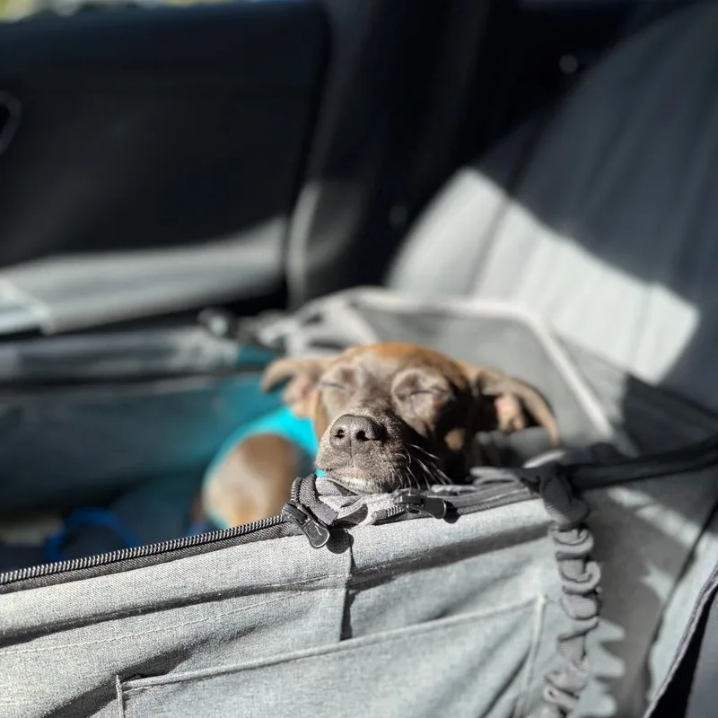 A baby small-sized male Black Dachshund dog named Cody for adoption in San Diego, CA