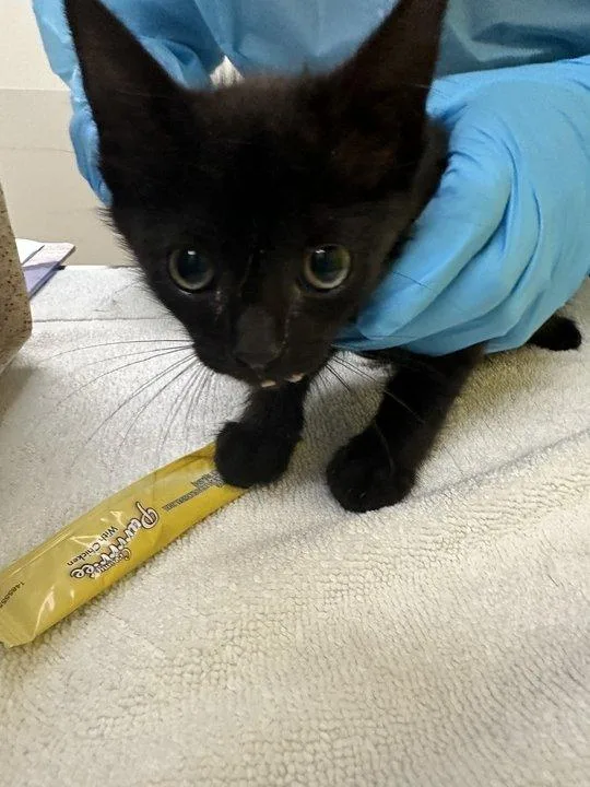 A baby small-sized male Black Domestic Short Hair cat named Keanu for adoption in Raleigh, NC