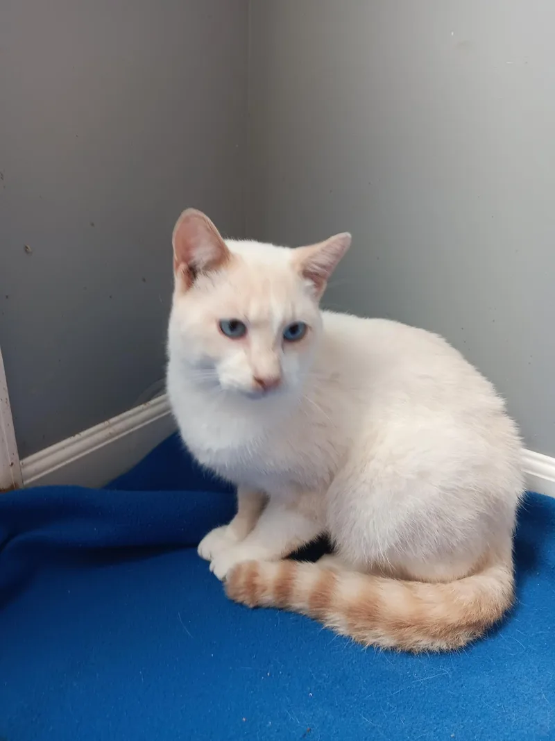 An adult medium-sized male Siamese cat named Oscar for adoption in North East, MD