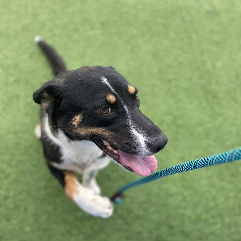 A young medium-sized female Black Border Collie dog named Lily for adoption in LOXAHATCHEE, FL
