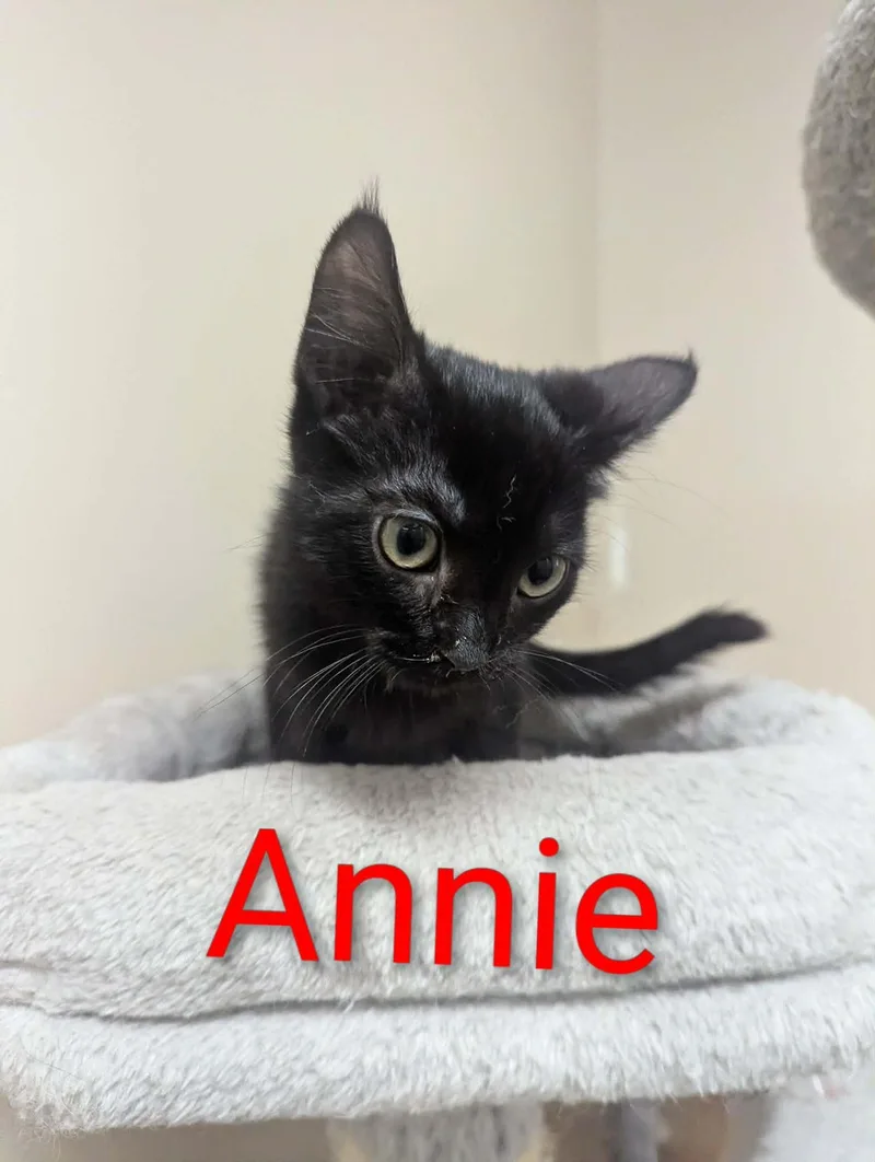 A baby medium-sized female Black Domestic Short Hair cat named Annie for adoption in Logan, OH