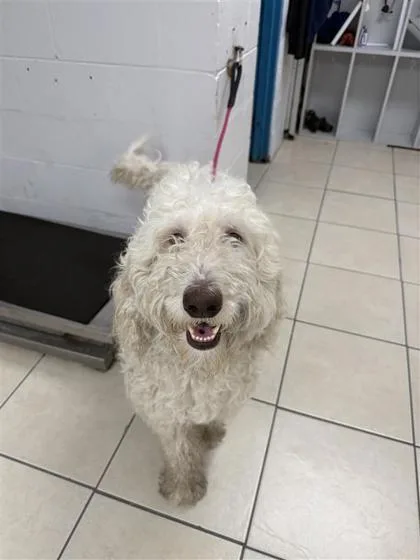 An adult large-sized male Mixed Breed dog named Graham for adoption in Largo, FL