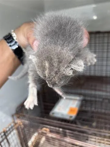 A baby small-sized male Domestic Short Hair cat named Maverick for adoption in Houston, TX