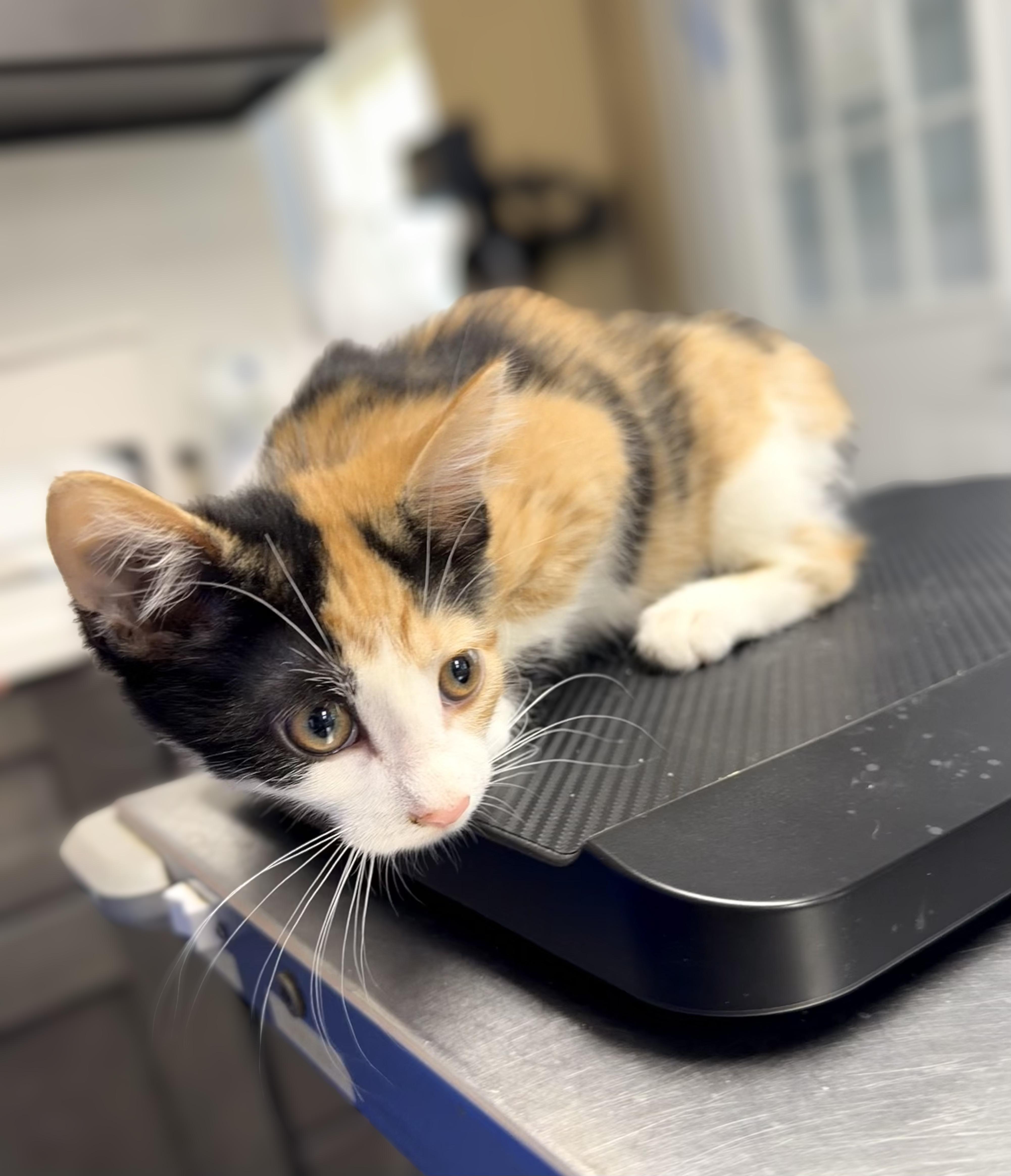 A baby medium-sized female Calico Domestic Short Hair cat named Bumble for adoption in Seville, OH
