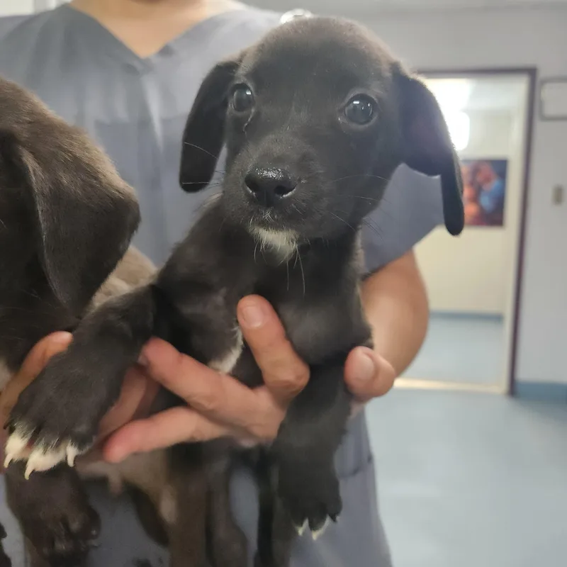 A baby small-sized female Black Feist dog named Phoebe for adoption in Troutman, NC