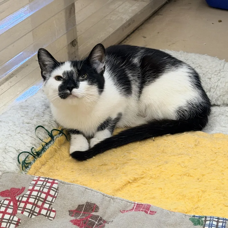 A young medium-sized female Black & White / Tuxedo Domestic Short Hair cat named Dory for adoption in Logan, OH