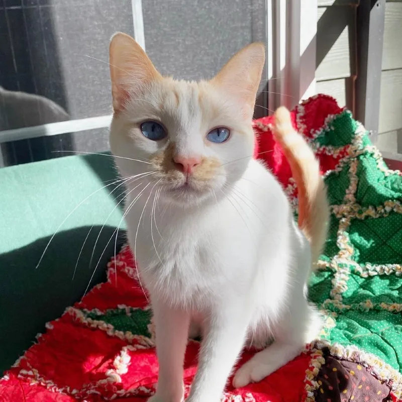 A senior small-sized male Flame Point Domestic Short Hair cat named Pico for adoption in Melrose, FL