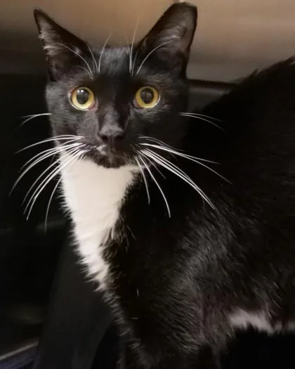 An adult medium-sized male Domestic Short Hair cat named Squirt for adoption in Fishers, IN