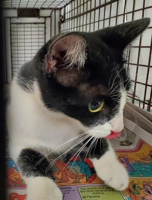 A young medium-sized female Domestic Short Hair cat named A for adoption in Fort Lauderdale, FL