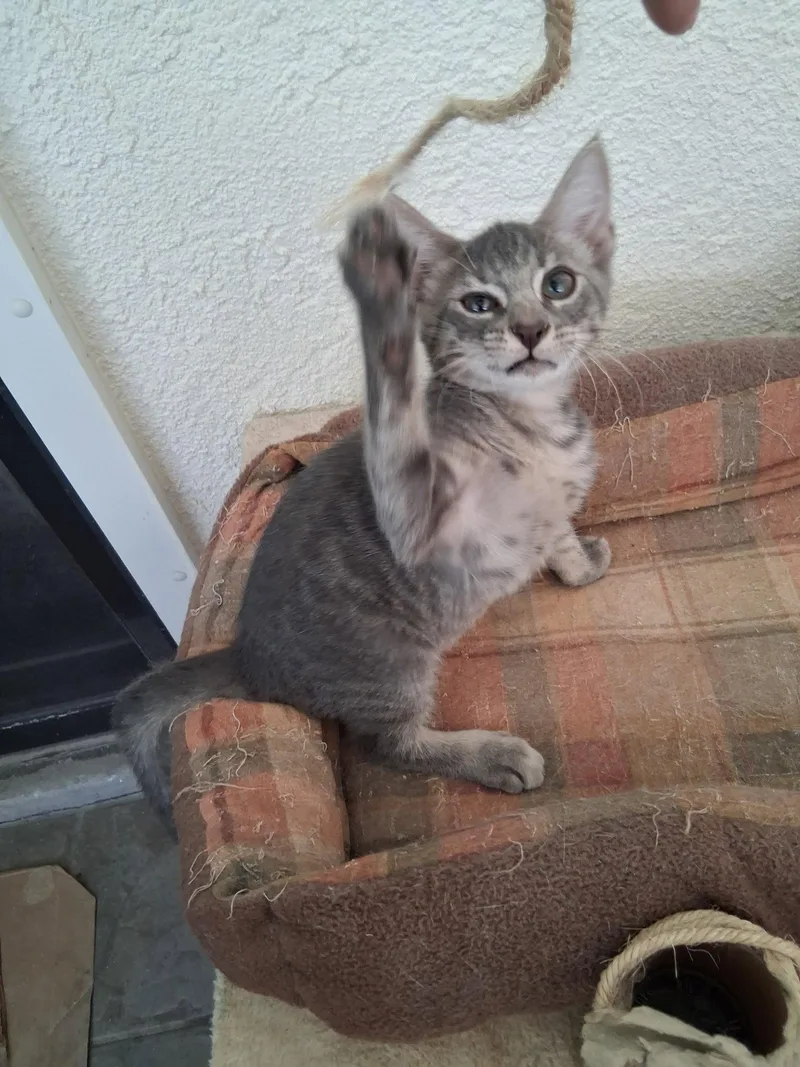 A baby medium-sized male Gray / Blue / Silver Domestic Short Hair cat named Lucas for adoption in Oviedo, FL