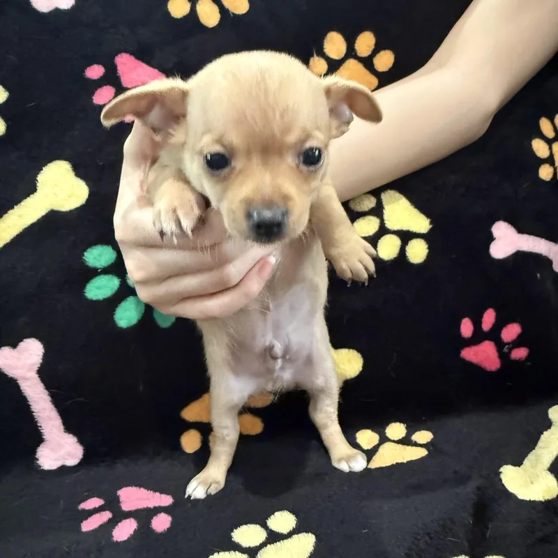 A baby small-sized male Chihuahua dog named Colby Jack for adoption in Liverpool, TX