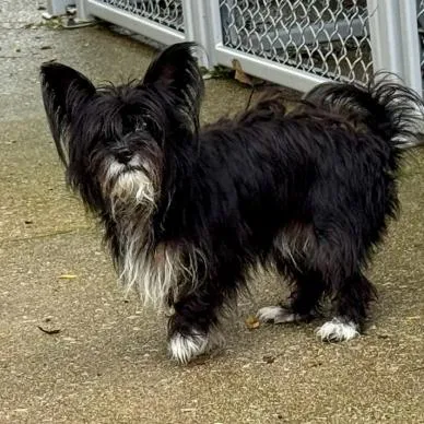 An adult small-sized female Black Yorkshire Terrier dog named Monique for adoption in Saint John, IN