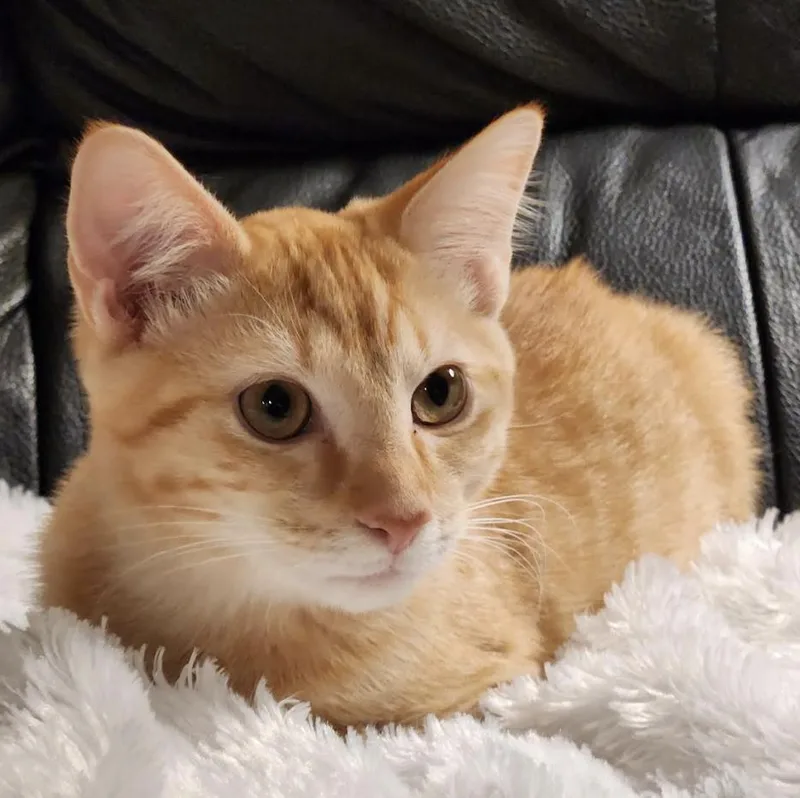 A baby medium-sized male Tabby (Orange / Red) Domestic Short Hair cat named Teddy for adoption in Cincinnati, OH