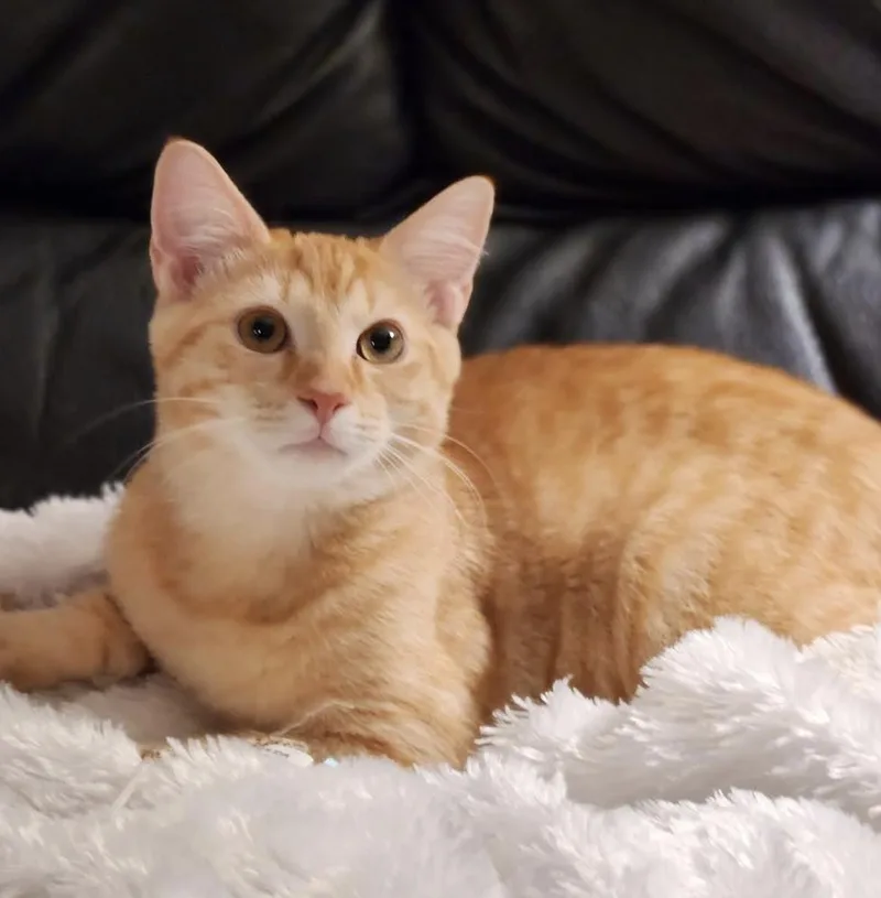 Teddy thumbnail 3