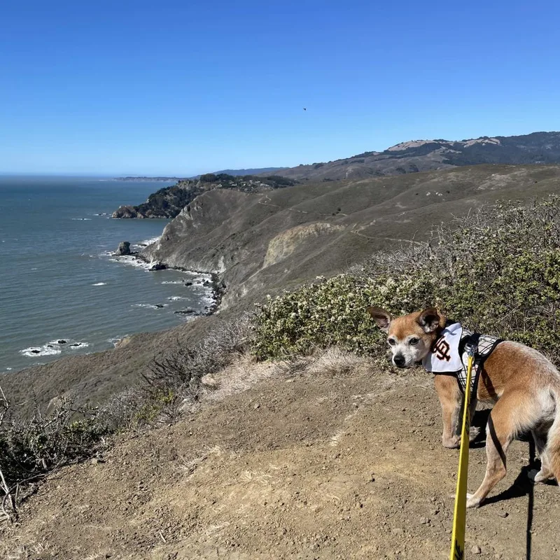 A senior small-sized male Brown / Chocolate Chihuahua dog named Gus Gus for adoption in San Francisco, CA