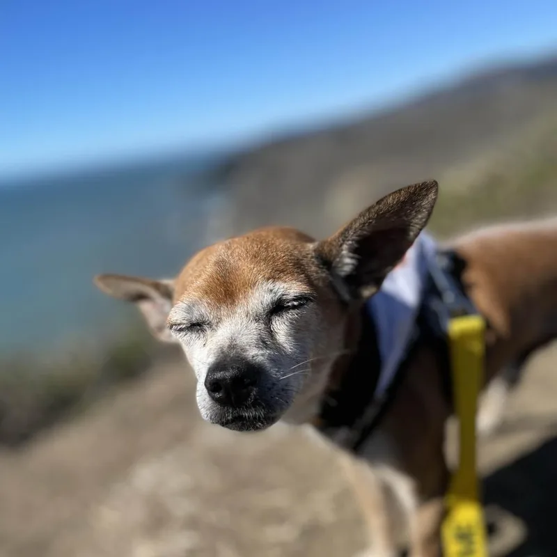 Gus Gus thumbnail 6