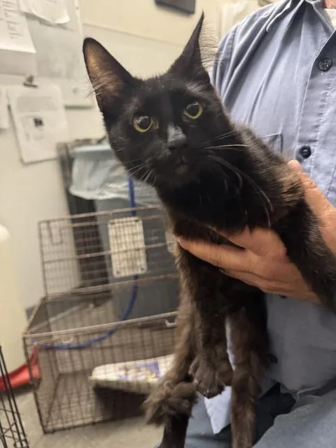 A young small-sized female Domestic Medium Hair cat named Chow Chow for adoption in Los Angeles, CA