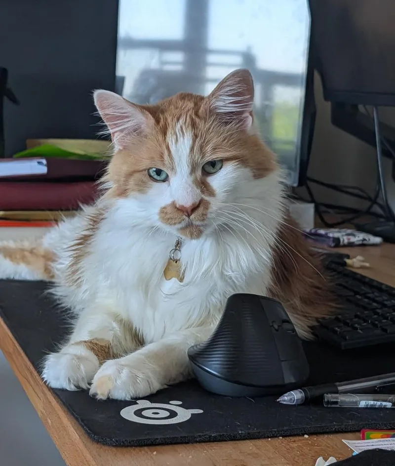 Blaze thumbnail 3