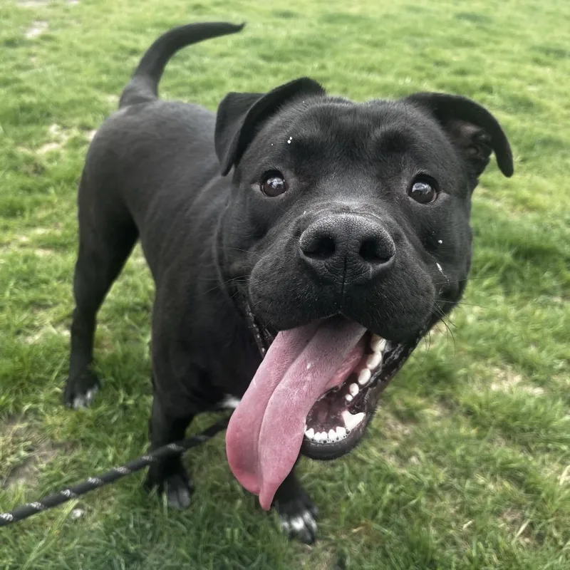 Meko