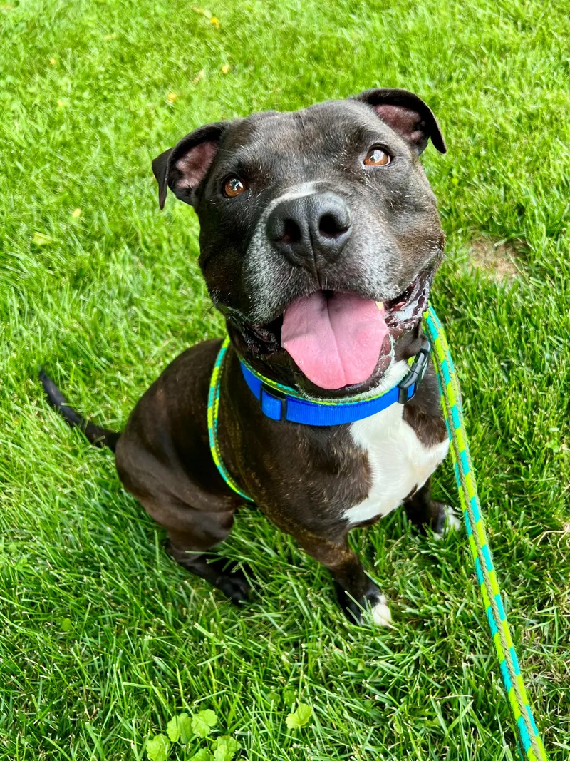 A senior large-sized male Black Pit Bull Terrier dog named Big Time for adoption in Frederick, MD