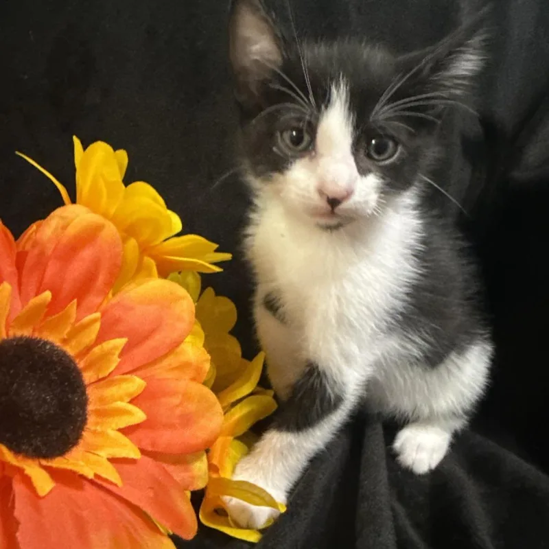 A baby small-sized male Black Domestic Short Hair cat named Aang for adoption in Brea, CA